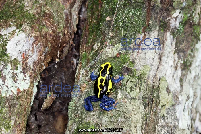 : Blue and Yellow Poison Arrow / Dart Frog : Blue and Yellow Poison Arrow / Dart Frog