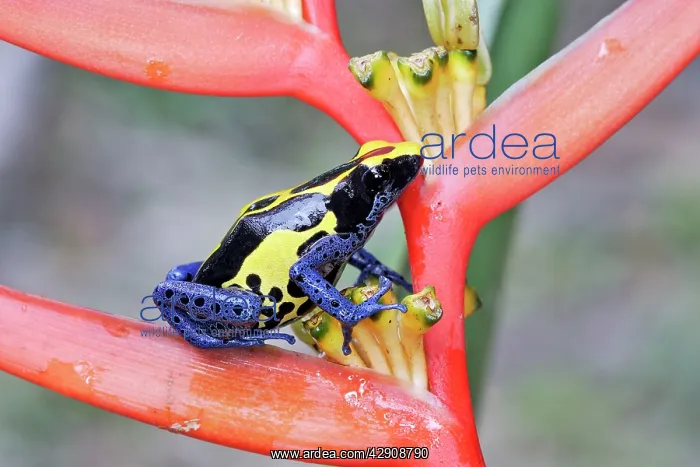 : Blue and Yellow Poison Arrow / Dart Frog : Blue and Yellow Poison Arrow / Dart Frog
