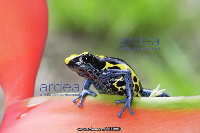 : Blue and Yellow Poison Arrow / Dart Frog : Blue and Yellow Poison Arrow / Dart Frog