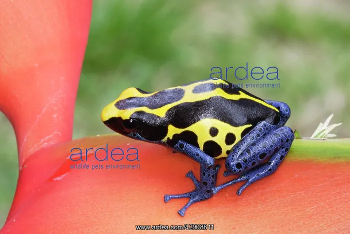 : Blue and Yellow Poison Arrow / Dart Frog : Blue and Yellow Poison Arrow / Dart Frog