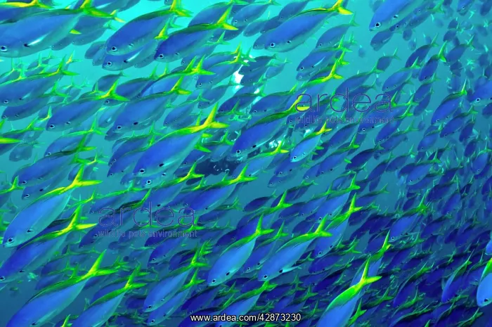 : Blue and Yellow Snapper - seen in vast schools : Blue and Yellow Snapper - seen in vast schools