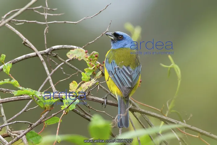: Blue and Yellow Tanager : Blue and Yellow Tanager