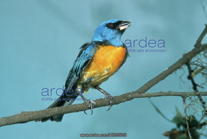 : Blue and Yellow Tanager : Blue and Yellow Tanager