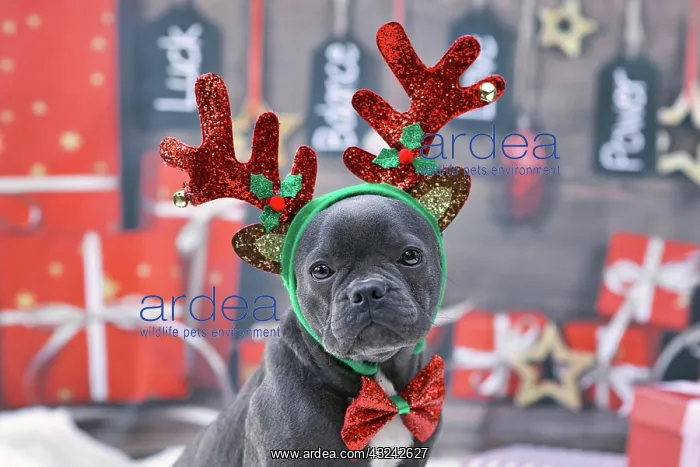 : Blue young French Bulldog dog dressed up with reindeer : Blue young French Bulldog dog dressed up with reindeer