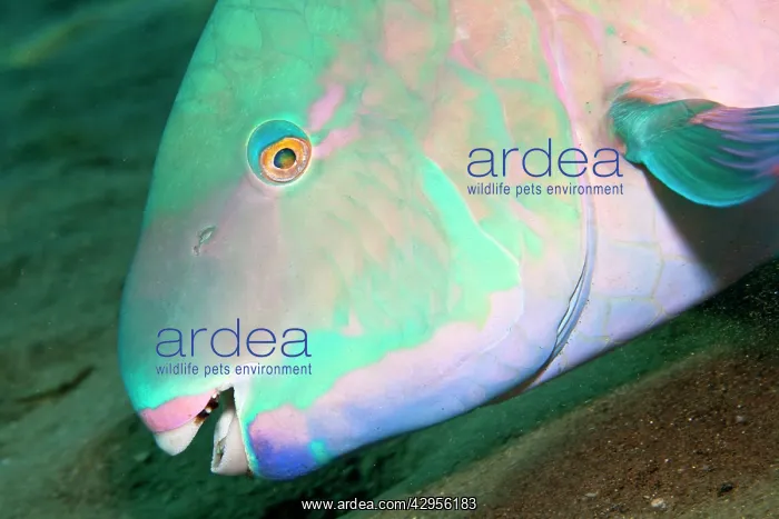 : Bluebarred / Blue-barred Parrotfish : Bluebarred / Blue-barred Parrotfish