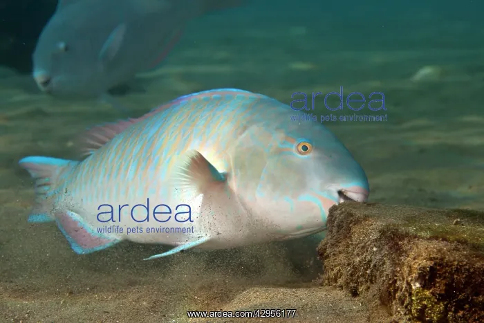 : Bluebarred / Blue-barred Parrotfish - feeding : Bluebarred / Blue-barred Parrotfish - feeding