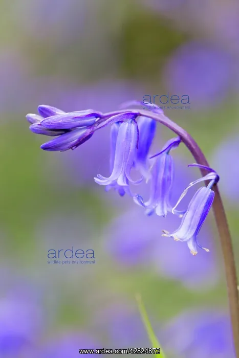 : Bluebell (Hyacinthoides non-scripta). Also known as Wild hyacinth : Bluebell (Hyacinthoides non-scripta). Also known as Wild hyacinth