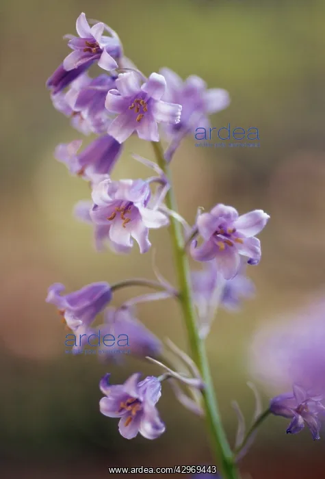 : Bluebell, Spanish bluebell, Hyacinthoides hispanica : Bluebell, Spanish bluebell, Hyacinthoides hispanica