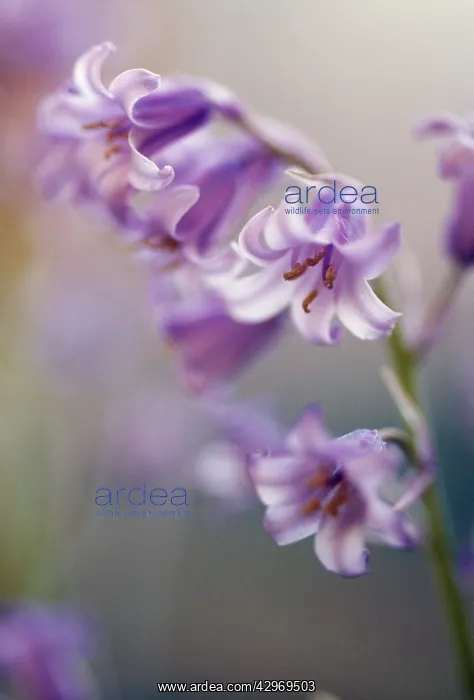 : Bluebell, Spanish bluebell, Hyacinthoides hispanica : Bluebell, Spanish bluebell, Hyacinthoides hispanica