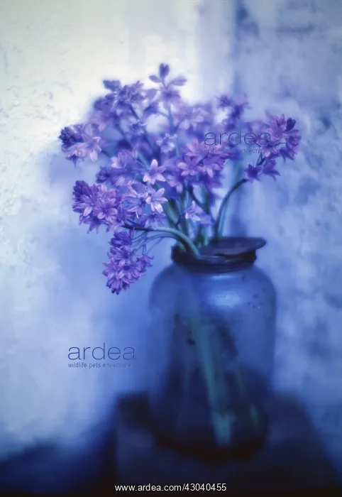 : Bluebell, Hyacinthoides : Bluebell, Hyacinthoides