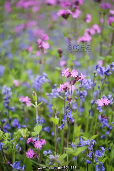 : Bluebell, English bluebell, Hyacinthoides non-scripta : Bluebell, English bluebell, Hyacinthoides non-scripta