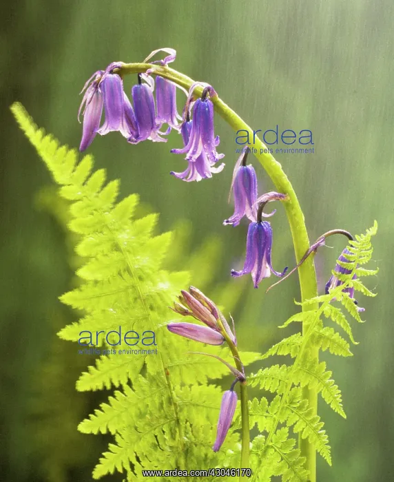 : Bluebell, English bluebell, Hyacinthoides non-scripta : Bluebell, English bluebell, Hyacinthoides non-scripta
