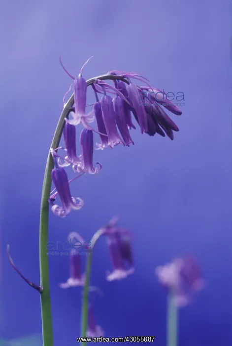 : Bluebell, English bluebell, Hyacinthoides non-scripta : Bluebell, English bluebell, Hyacinthoides non-scripta