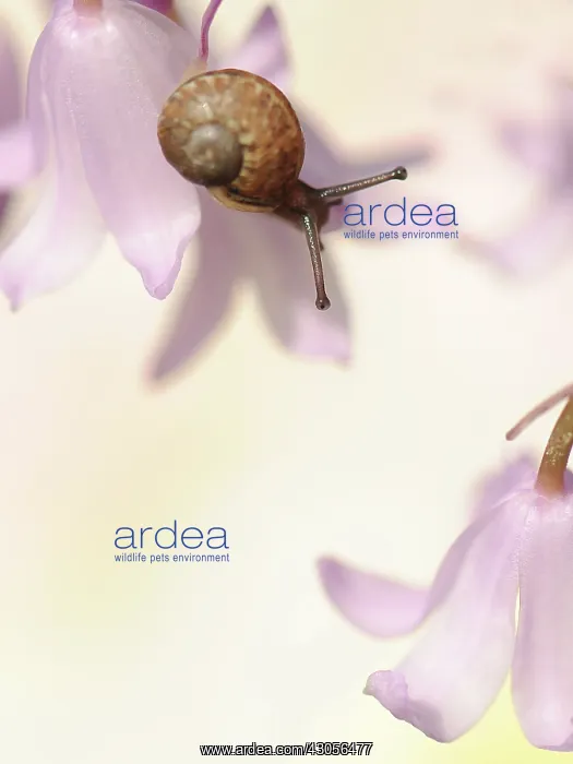 : Bluebell, Pink, Hyacinthoides hispanica Rosabella : Bluebell, Pink, Hyacinthoides hispanica Rosabella