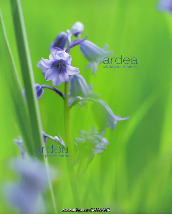  : Bluebell, Spanish bluebell, Hyacinthoides hispanica