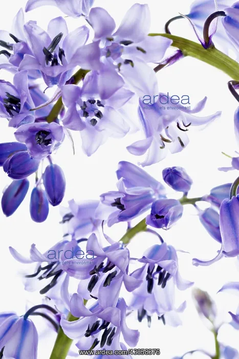  : Bluebell, Hyacinthoides hispanica, Spanish bluebell