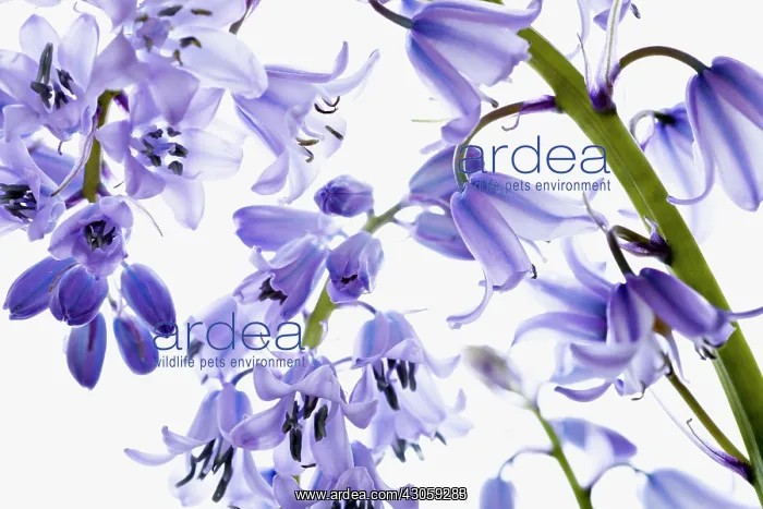  : Bluebell, Hyacinthoides hispanica, Spanish bluebell