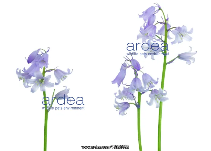 : Bluebell, Spanish bluebell, Hyacinthoides hispanica : Bluebell, Spanish bluebell, Hyacinthoides hispanica