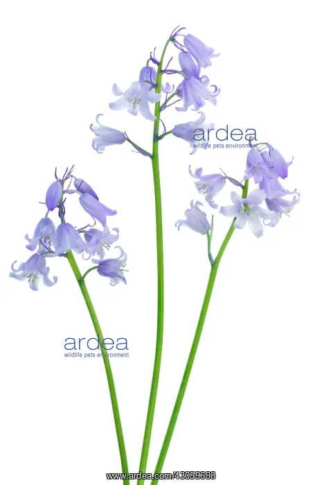 : Bluebell, Spanish bluebell, Hyacinthoides hispanica : Bluebell, Spanish bluebell, Hyacinthoides hispanica