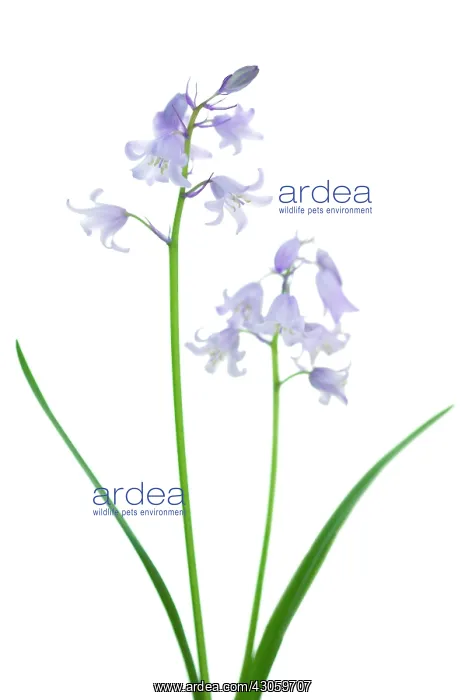 : Bluebell, Spanish bluebell, Hyacinthoides hispanica : Bluebell, Spanish bluebell, Hyacinthoides hispanica