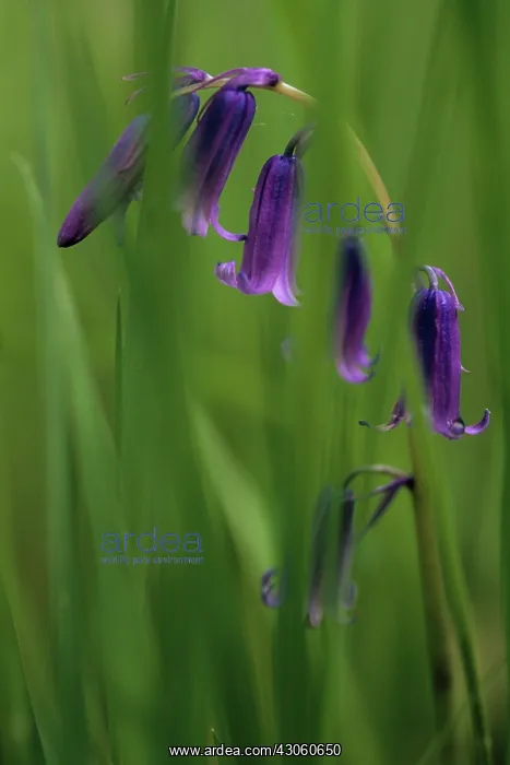 : Bluebell, Hyacinthoides : Bluebell, Hyacinthoides