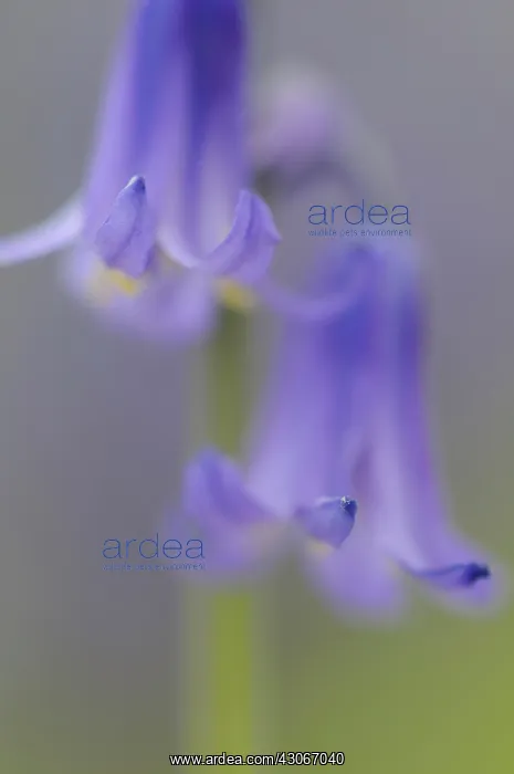 : Bluebell, Hyacinthoides non-scripta, English bluebell : Bluebell, Hyacinthoides non-scripta, English bluebell