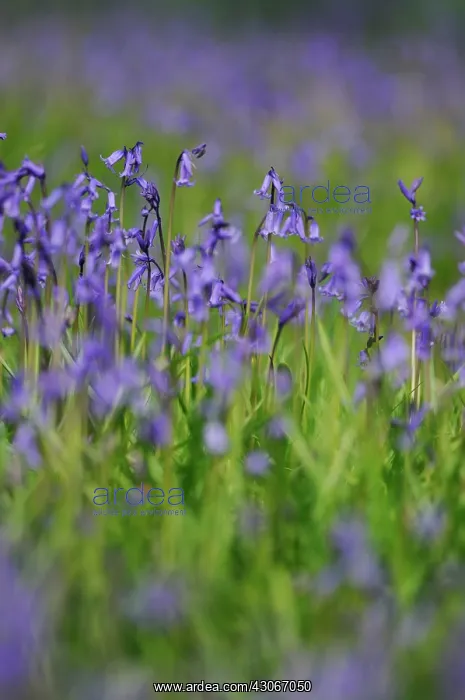  : Bluebell, Hyacinthoides non-scripta, English bluebell