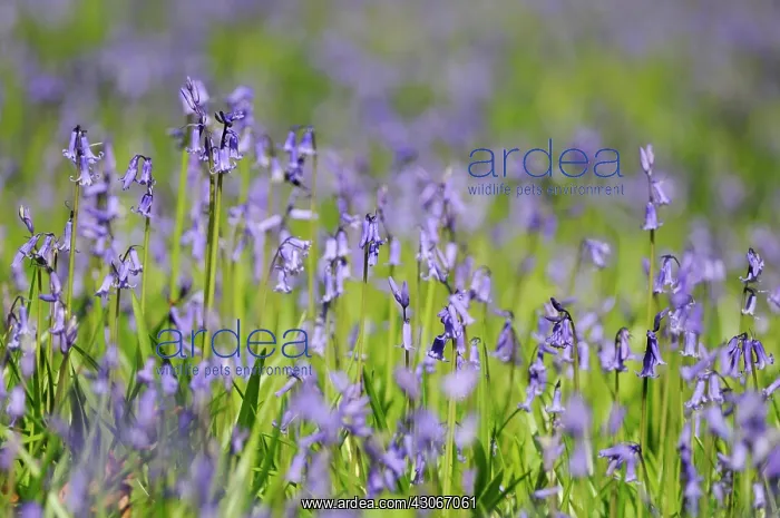 : Bluebell, Hyacinthoides non-scripta, English bluebell : Bluebell, Hyacinthoides non-scripta, English bluebell