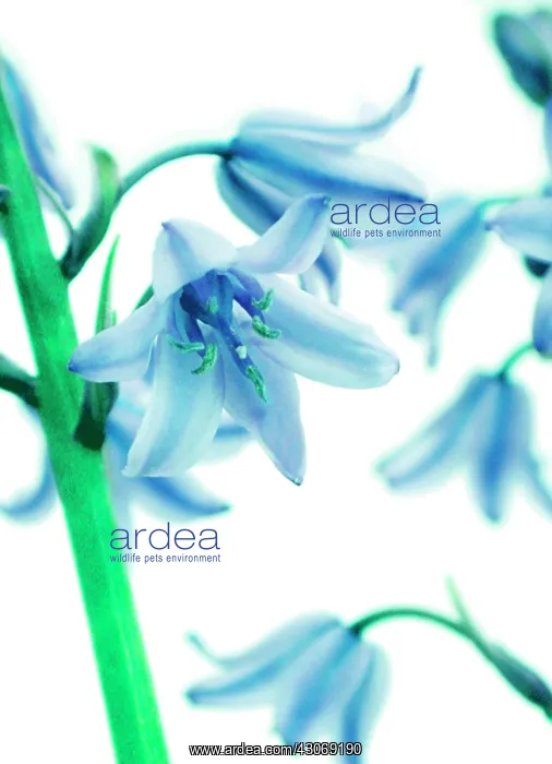 : Bluebell, Spanish bluebell, Hyacinthoides hispanica : Bluebell, Spanish bluebell, Hyacinthoides hispanica