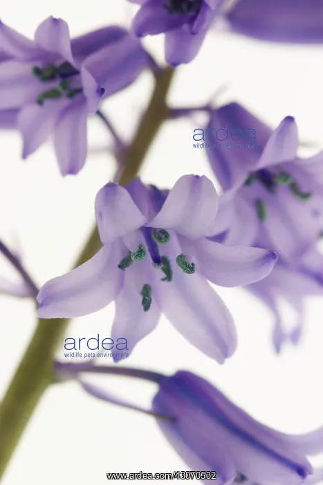 : Bluebell, Spanish bluebell, Hyacinthoides hispanica : Bluebell, Spanish bluebell, Hyacinthoides hispanica
