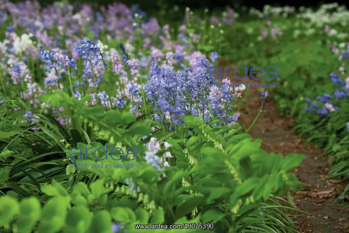  : Bluebell, Hyacinthoides