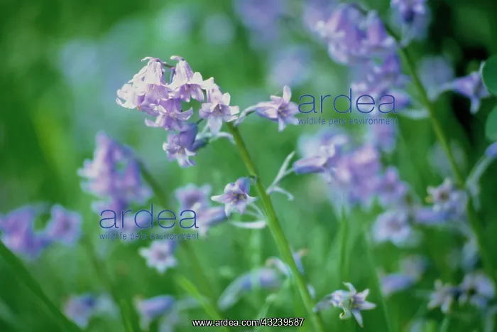 : Bluebell, Spanish bluebell, Hyacinthoides hispanica : Bluebell, Spanish bluebell, Hyacinthoides hispanica