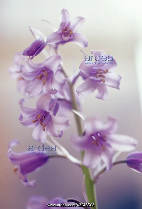: Bluebell, Spanish bluebell, Hyacinthoides hispanica : Bluebell, Spanish bluebell, Hyacinthoides hispanica