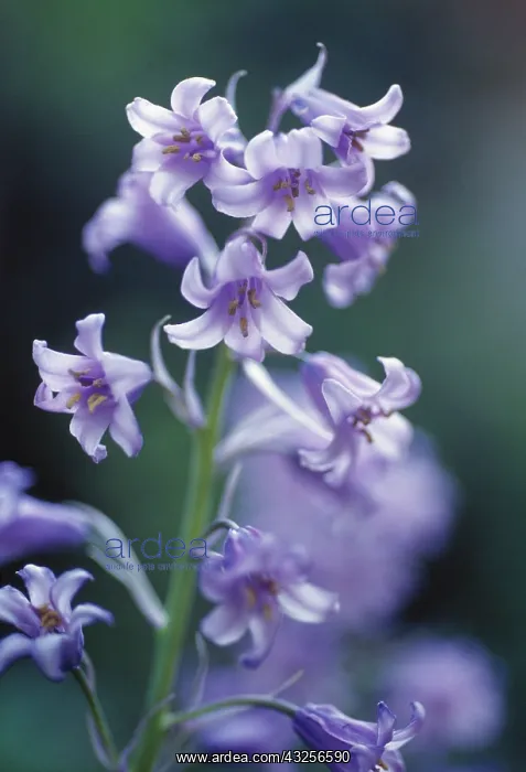 : Bluebell, Spanish bluebell, Hyacinthoides hispanica : Bluebell, Spanish bluebell, Hyacinthoides hispanica