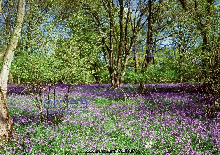 : BLUEBELL - in Ancient woodland copse : BLUEBELL - in Ancient woodland copse