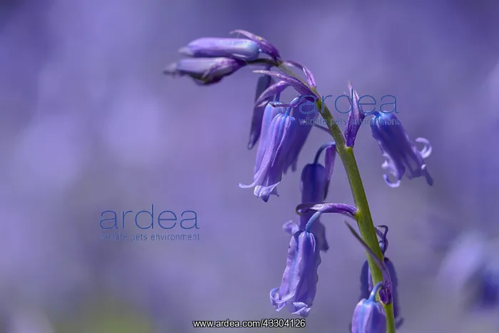 : Bluebell - blooming bluebell in a forest in spring : Bluebell - blooming bluebell in a forest in spring