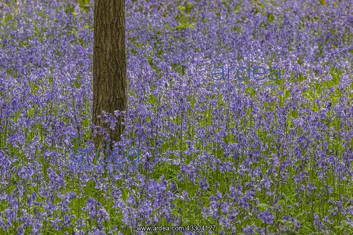 : Bluebell - carpet of blooming bluebells covering : Bluebell - carpet of blooming bluebells covering