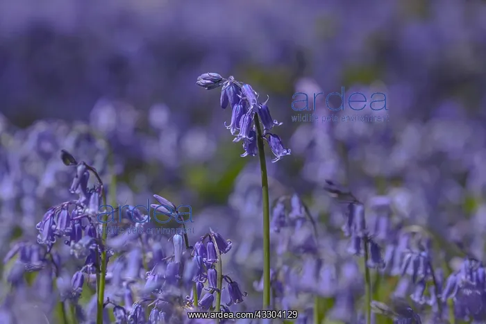 : Bluebell - carpet of blooming bluebells covering : Bluebell - carpet of blooming bluebells covering