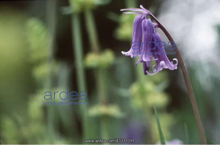 : BLUEBELL - close-up, background soft focus : BLUEBELL - close-up, background soft focus