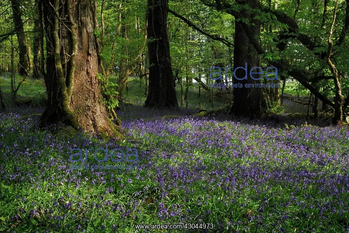 : Bluebell, English bluebell : Bluebell, English bluebell