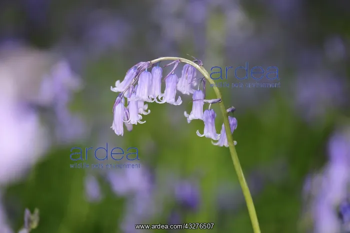 : Bluebell, English bluebell, Hyacinthoides non-scripta : Bluebell, English bluebell, Hyacinthoides non-scripta