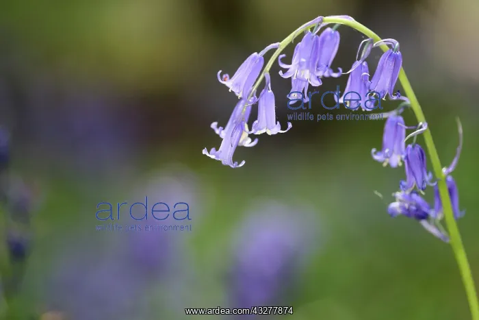 : Bluebell, English bluebell, Hyacinthoides non-scripta : Bluebell, English bluebell, Hyacinthoides non-scripta