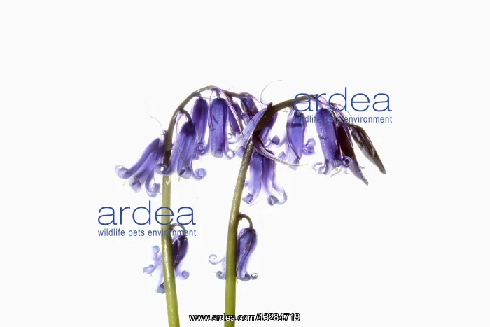 : Bluebell, English bluebell, Hyacinthoides non-scripta : Bluebell, English bluebell, Hyacinthoides non-scripta