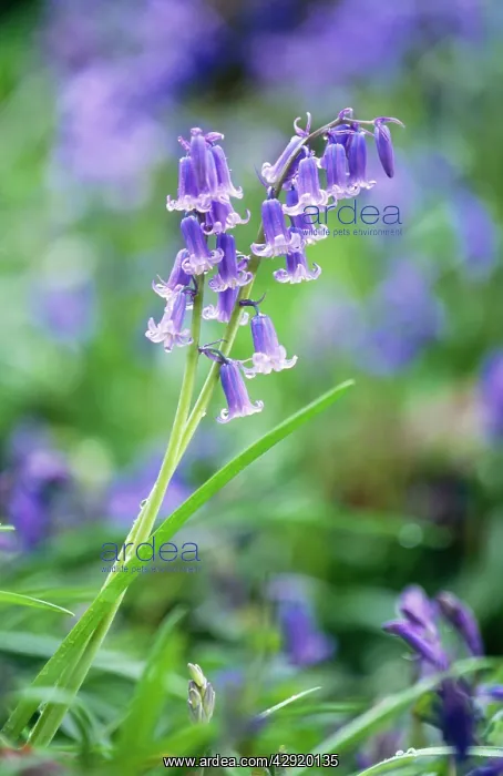 : BLUEBELL - flower : BLUEBELL - flower
