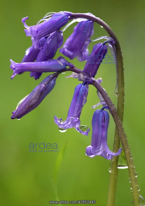 : Bluebell flowers : Bluebell flowers