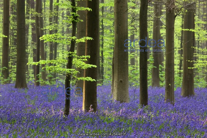 : Bluebell Flowers - in forest with Beech Trees : Bluebell Flowers - in forest with Beech Trees