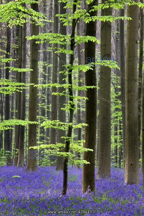 : Bluebell Flowers - in forest with Beech Trees : Bluebell Flowers - in forest with Beech Trees
