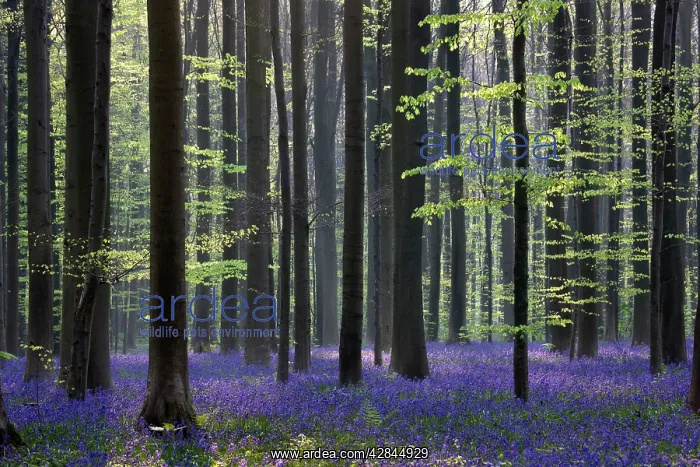 : Bluebell Flowers - in forest with Beech Trees : Bluebell Flowers - in forest with Beech Trees