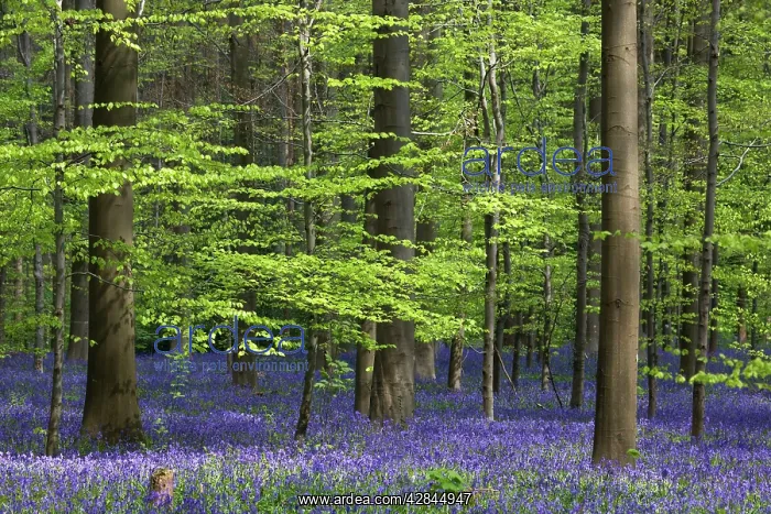 : Bluebell Flowers - in forest with Beech Trees : Bluebell Flowers - in forest with Beech Trees