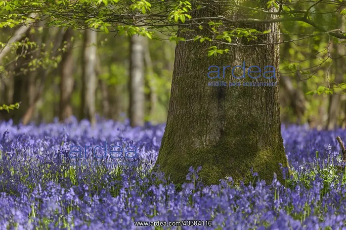 : Bluebell forest - carpet of blooming bluebells covering : Bluebell forest - carpet of blooming bluebells covering